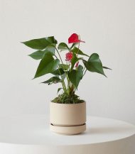 آنتوریوم - پادشاه قلب ها - تصویر 2