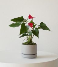 آنتوریوم - پادشاه قلب ها - تصویر 3