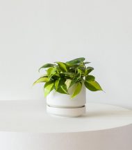 فیلودندرون برزیل