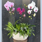 مجموعه ارکیده 10