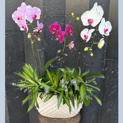 مجموعه ارکیده 10