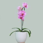 گل و گلدان ارکیده صورتی | انواع | قیمت | خرید گل ارکیده آندیا ارکید