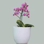 گل و گلدان ارکیده | انواع | قیمت | خرید گل ارکیده آندیا ارکید