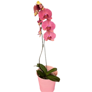 ارکیده استاندارد گلبه ای تک شاخه