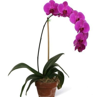 گل ارکیده بنفش