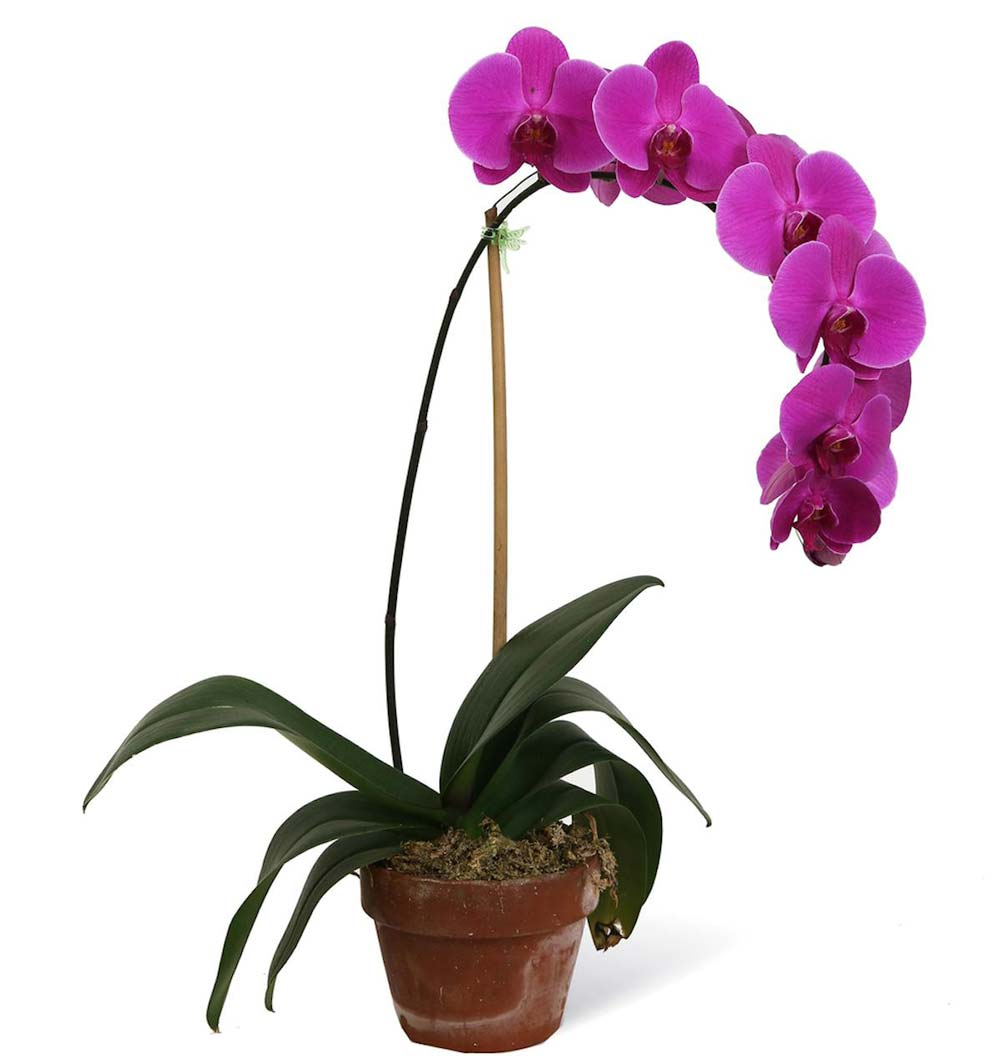 گل ارکیده بنفش