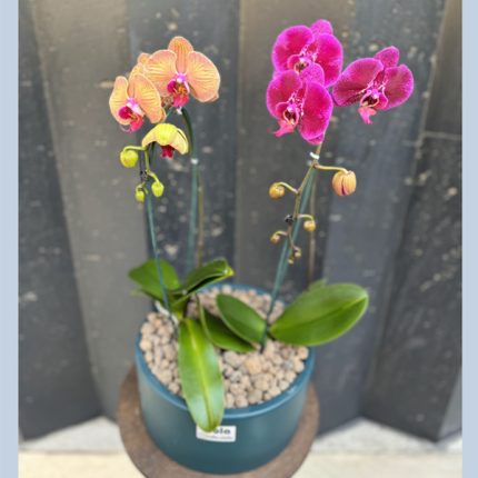 مجموعه ارکیده 6