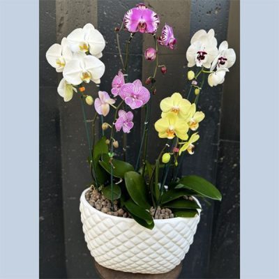 مجموعه ارکیده 7