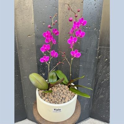 مجموعه ارکیده 8