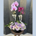 مجموعه ارکیده 9
