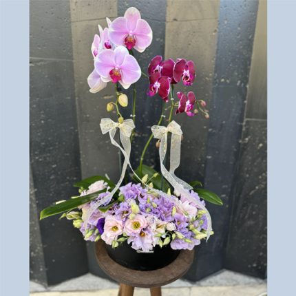 مجموعه ارکیده 9