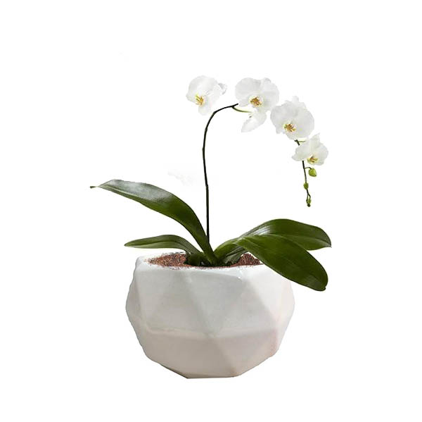 گل ارکیده 1 شاخه