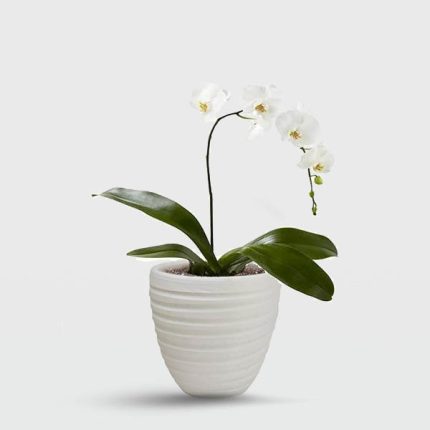 گل ارکیده 1 شاخه شماره 2