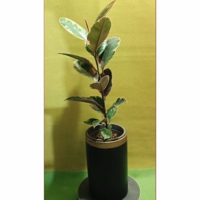 گل طبیعی خانگی بزرگ