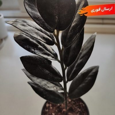 گیاهان آپارتمانی مقاوم