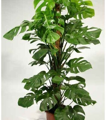 گل برگ انجیری چوب دار - سایز سطل 10
