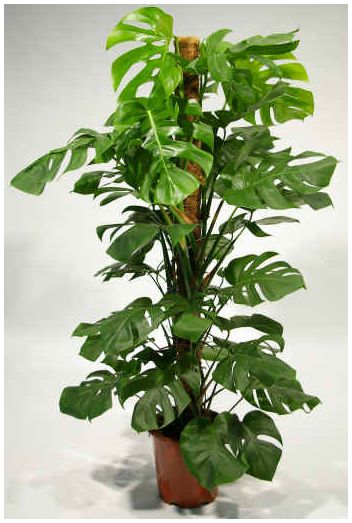 گل برگ انجیری چوب دار - سایز سطل 10