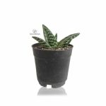 ساکولنت آلوئه واریگاتا ارتفاع 12 سانتی متر