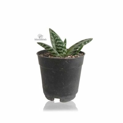 ساکولنت آلوئه واریگاتا ارتفاع 12 سانتی متر