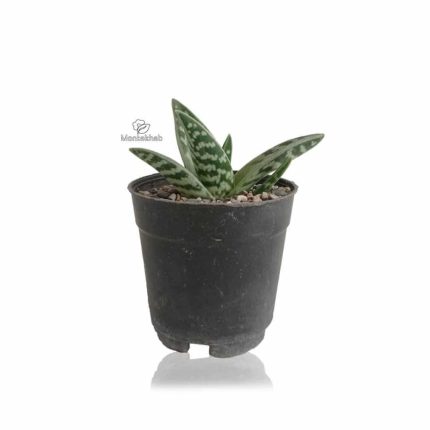 ساکولنت آلوئه واریگاتا ارتفاع 12 سانتی متر