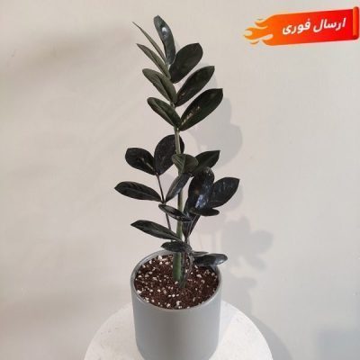 پرورش گیاهان آپارتمانی