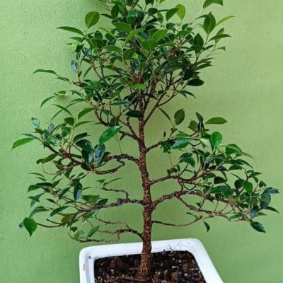 گل‌های خانگی گران قیمت