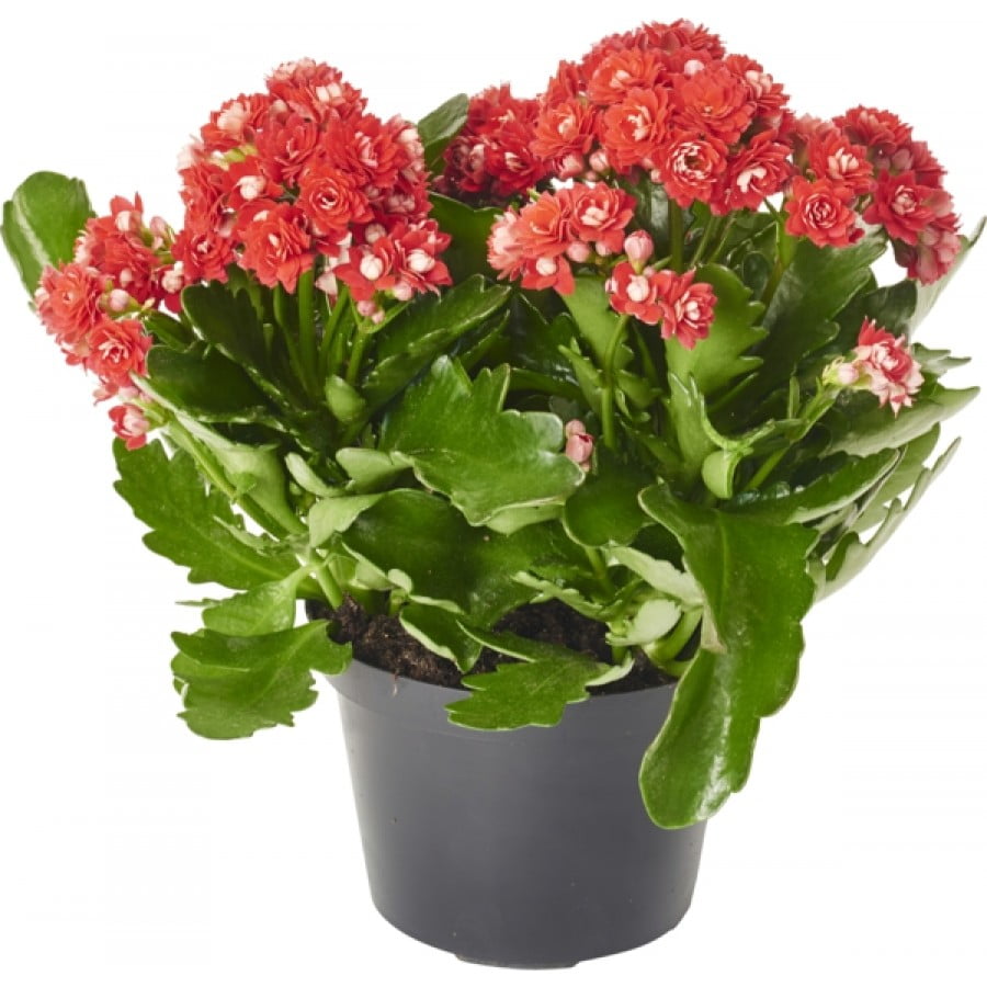 گل کالانکوئه قرمز گلدان 14