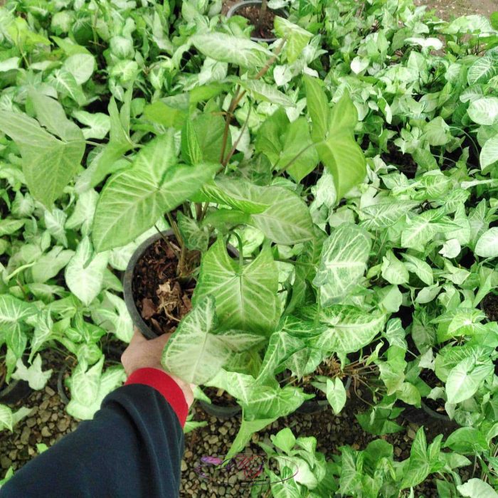 سینگونیوم سایز 14