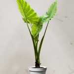 باباآدم جاینت 1.5 متری(*)
