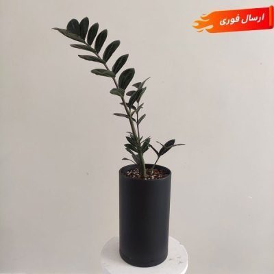 مقاوم‌ترین گیاه آپارتمانی به نور کم
