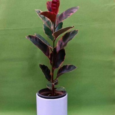 گل آپارتمانی فیکوس