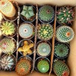 سفارش انواع گل و گلدان طبیعی آپارتمانی در محله دامپزشکی