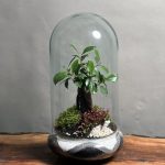 تراریوم‌ بنسای فیکوس رتوزا طرح گری موج