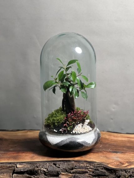 تراریوم‌ بنسای فیکوس رتوزا طرح گری موج