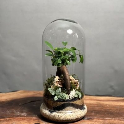 تراریوم مینی بنسای فیکوس طرح کلاسیک