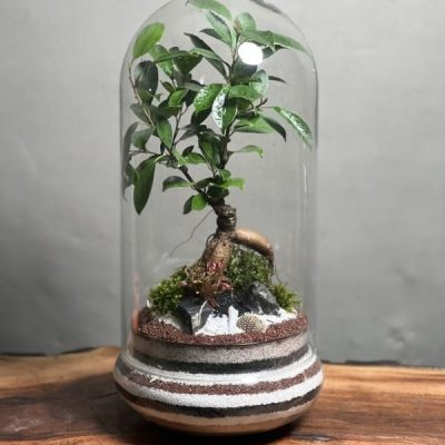 تراریوم بنسای فیکوس طرح لاین