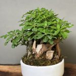 بنسای پیتسپروم تنه دیزاین