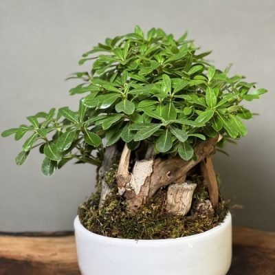 بنسای پیتسپروم تنه دیزاین