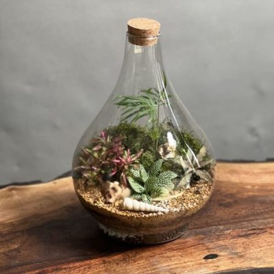 تراریوم رطوبتی طرح پوپک