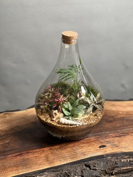 تراریوم رطوبتی طرح پوپک