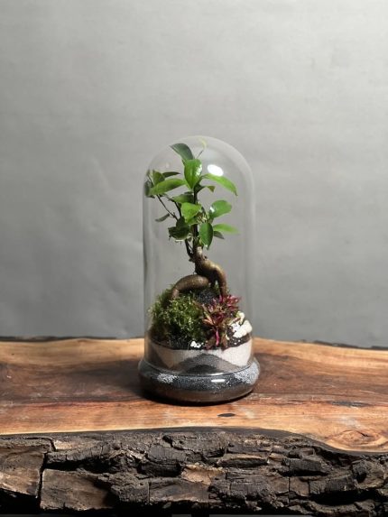 تراریوم بنسای فیکوس طرح مینی گری