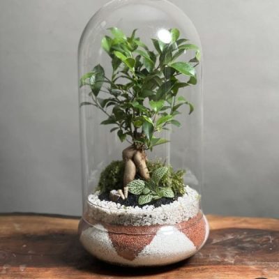 تراریوم بنسای فیکوس طرح دات اورنج