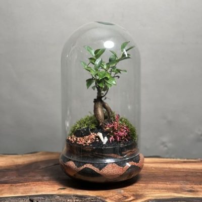 تراریوم بنسای فیکوس طرح فایر