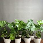 ۱۰ عدد گیاه برگ انجیری سلوم