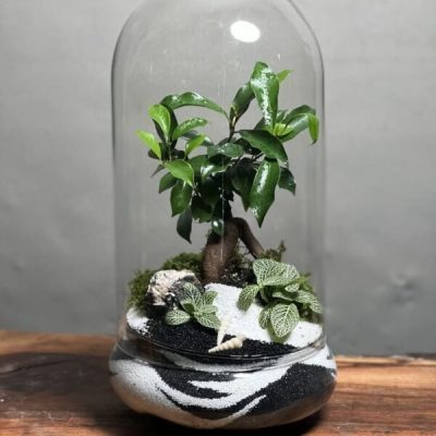 تراریوم بنسای فیکوس طرح موج تو موج