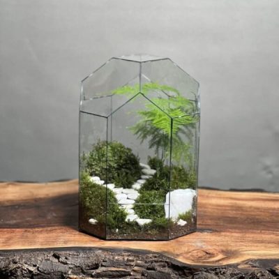 تراریوم مارچوبه طرح دوراهی