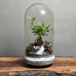 تراریوم بنسای فیکوس طرح گری