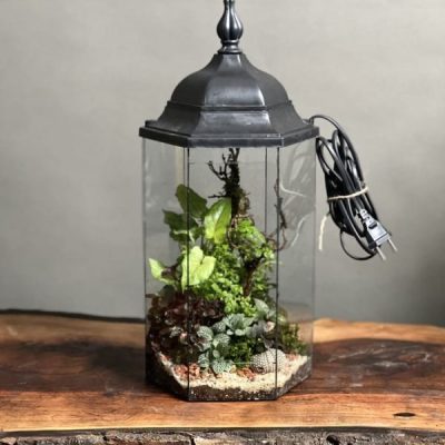 تراریوم رطوبتی چراغدار طرح آوای جنگل
