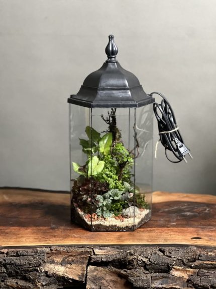 تراریوم رطوبتی چراغدار طرح آوای جنگل