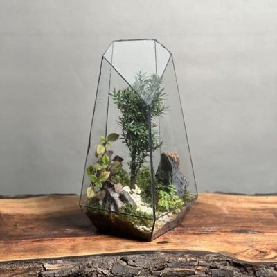 تراریوم بنسای تاکسوز طرح پنجو